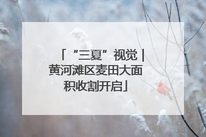 “三夏”视觉｜黄河滩区麦田大面积收割开启