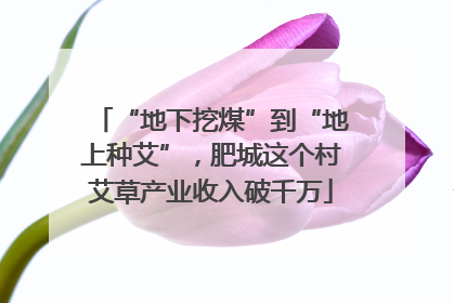 “地下挖煤”到“地上种艾”，肥城这个村艾草产业收入破千万