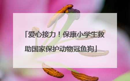 爱心接力！保康小学生救助国家保护动物冠鱼狗