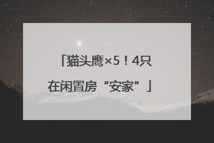 猫头鹰×5！4只在闲置房“安家”