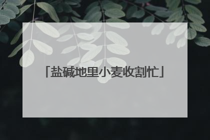 盐碱地里小麦收割忙