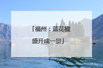 福州：蓝花楹盛开成一景