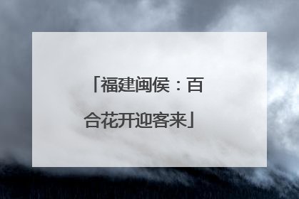福建闽侯：百合花开迎客来