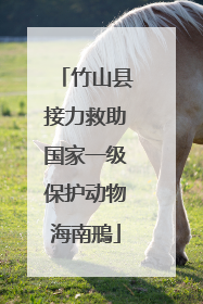 竹山县接力救助国家一级保护动物海南鳽