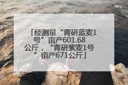 经测量“青研蓝麦1号”亩产601.68公斤，“青研紫麦1号”亩产671公斤