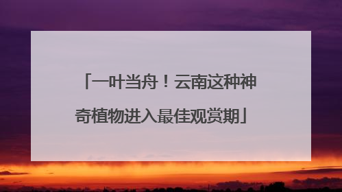 一叶当舟！云南这种神奇植物进入最佳观赏期
