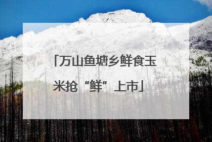 万山鱼塘乡鲜食玉米抢“鲜”上市
