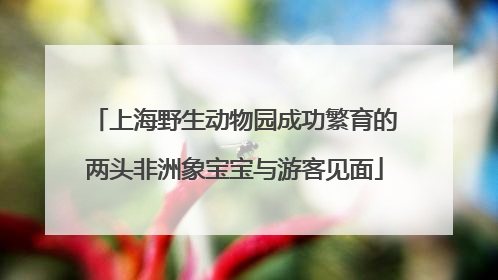 上海野生动物园成功繁育的两头非洲象宝宝与游客见面