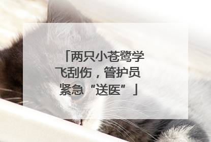 两只小苍鹭学飞刮伤，管护员紧急“送医”