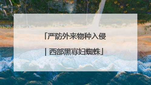 严防外来物种入侵｜西部黑寡妇蜘蛛