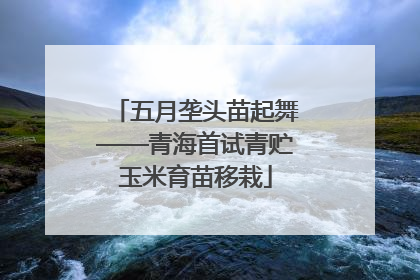 五月垄头苗起舞——青海首试青贮玉米育苗移栽
