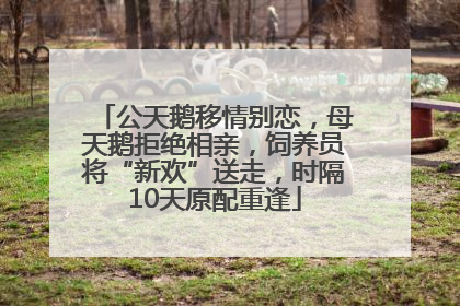 公天鹅移情别恋，母天鹅拒绝相亲，饲养员将“新欢”送走，时隔10天原配重逢