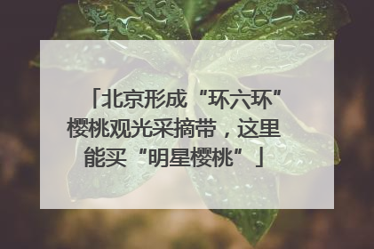 北京形成“环六环”樱桃观光采摘带，这里能买“明星樱桃”