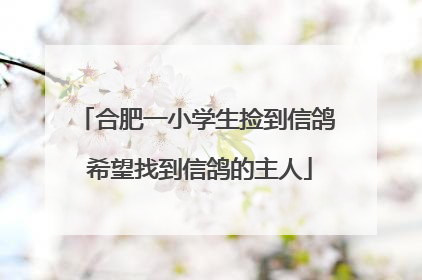 合肥一小学生捡到信鸽 希望找到信鸽的主人