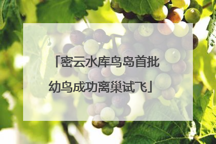 密云水库鸟岛首批幼鸟成功离巢试飞