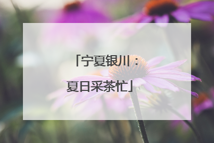 宁夏银川：夏日采茶忙