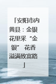 安阳市内黄县：金银花里采“金银” 花香溢满致富路