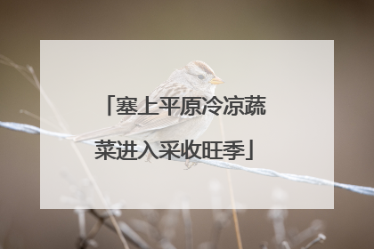塞上平原冷凉蔬菜进入采收旺季