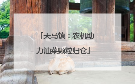 天马镇：农机助力油菜颗粒归仓
