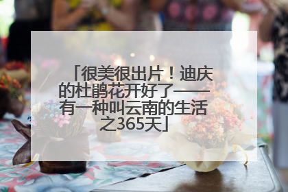 很美很出片！迪庆的杜鹃花开好了——有一种叫云南的生活之365天