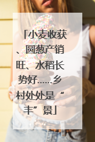 小麦收获、圆葱产销旺、水稻长势好……乡村处处是“丰”景