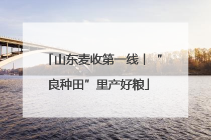 山东麦收第一线丨“良种田”里产好粮