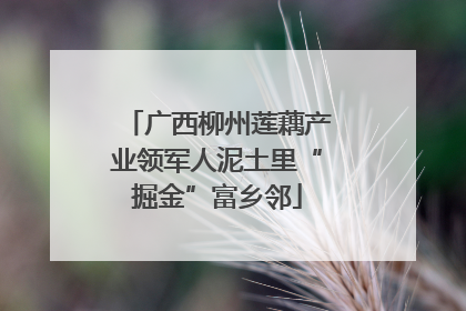 广西柳州莲藕产业领军人泥土里“掘金”富乡邻