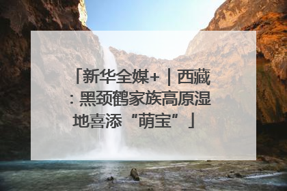 新华全媒+｜西藏：黑颈鹤家族高原湿地喜添“萌宝”