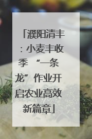 濮阳清丰：小麦丰收季 “一条龙”作业开启农业高效新篇章