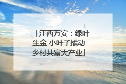 江西万安：绿叶生金 小叶子撬动乡村共富大产业