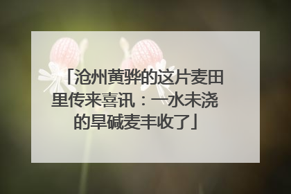 沧州黄骅的这片麦田里传来喜讯：一水未浇的旱碱麦丰收了