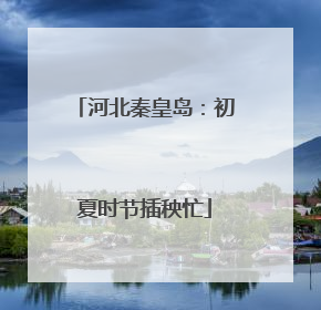 河北秦皇岛：初夏时节插秧忙