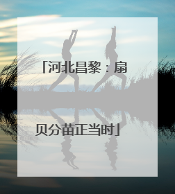 河北昌黎：扇贝分苗正当时