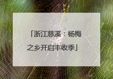 浙江慈溪：杨梅之乡开启丰收季