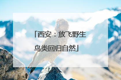 西安：放飞野生鸟类回归自然