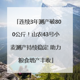 连续3年测产破800公斤！山农43号小麦测产持续稳定 助力粮食增产丰收