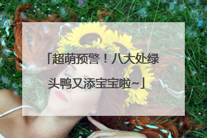 超萌预警！八大处绿头鸭又添宝宝啦~