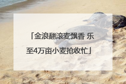 金浪翻滚麦飘香 乐至4万亩小麦抢收忙